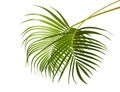 Yellow palm leaves Dypsis lutescens or Golden cane palm, Areca palm leaves, Tropical foliage isolated on white background