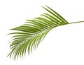 Yellow palm leaves Dypsis lutescens or Golden cane palm, Areca palm leaves, Tropical foliage isolated on white background Royalty Free Stock Photo