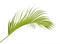 Yellow palm leaves Dypsis lutescens or Golden cane palm, Areca palm leaves, Tropical foliage isolated on white background Royalty Free Stock Photo