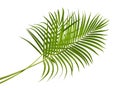 Yellow palm leaves Dypsis lutescens or Golden cane palm, Areca palm leaves, Tropical foliage isolated on white background