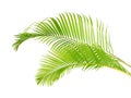 Yellow palm leaves Dypsis lutescens or Golden cane palm, Areca palm leaves, Tropical foliage isolated on white background Royalty Free Stock Photo