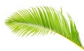 Yellow palm leaves or Golden cane palm, Areca palm leaves, Tropical foliage isolated on white background with clipping path