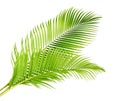 Yellow palm leaves or Golden cane palm, Areca palm leaves, Tropical foliage isolated on white background with clipping path Royalty Free Stock Photo
