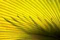 yellow palm leaves tropical dark pattern nature and silhouette leaf