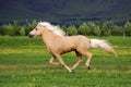 A yellow palomino Icelandic horse stallion gallops across a field with mountains in the background. Royalty Free Stock Photo