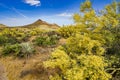 A view of the Sonoran desert landscape