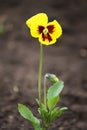 Yellow pancy flower. Royalty Free Stock Photo