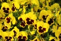 Yellow Panies Royalty Free Stock Photo