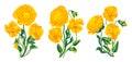 Yellow vector flowers botanical compositionsisolated clip art on white background.