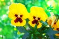 Yellow pansies in the flowerbed. Summer theme. Close up