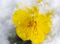 yellow pansies in snow Royalty Free Stock Photo