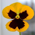 Yellow pansies viola close-up. Yellow Violet close-up.  Yellow forest violets in early spring. Royalty Free Stock Photo