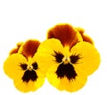 Yellow pansies winter pansy flower Royalty Free Stock Photo