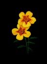 Yellow pansy on black velvet