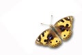 Yellow Pansy butterfly