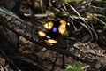 Yellow Pansy Butterfly Junonia hierta With Wings Spread Royalty Free Stock Photo