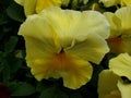 yellow pansy flower in a garden in winter season Royalty Free Stock Photo