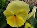 yellow pansy flower in a garden in winter season