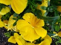 yellow pansy flower in a garden in winter season Royalty Free Stock Photo