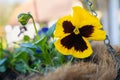 Yellow pansy flower in a hanging basket. The chain of the basket and fibre of the liner can be seen Royalty Free Stock Photo