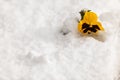 Yellow pansy flower in winter Royalty Free Stock Photo