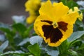 Yellow Pansy Flowers, Annual Flowergarden