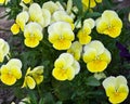 Yellow pansy flowers