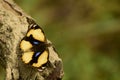 Yellow pansy junonia hierta  butterfly photograph . Royalty Free Stock Photo