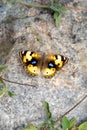 The yellow pansy, Junonia hierta, a nymphalid butterfly resting on the rock. Royalty Free Stock Photo