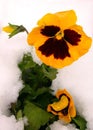 Yellow Pansy in Snow Royalty Free Stock Photo