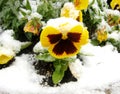Yellow pansy under snow Royalty Free Stock Photo