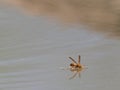 Yellow Paper Wasp Floating on Still Water Royalty Free Stock Photo