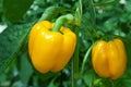 Yellow paprika Royalty Free Stock Photo