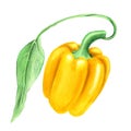 Yellow paprika vintage watercolor botanical illustration