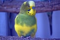A yellow parakeet Royalty Free Stock Photo