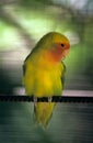 Yellow parakeet - Dominican republic Royalty Free Stock Photo