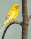 Yellow parakeet Royalty Free Stock Photo