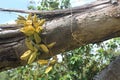 Yellow Parasite Fruit hangs on a fallen sengon tree
