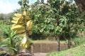 Yellow Parasite Fruit hangs on a fallen sengon tree