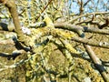 A fungus on the branches, Poland