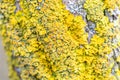 Yellow parasitic fungus on twig in winter