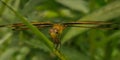 Yellow parasol dragonfly on apical bud with blurred green background