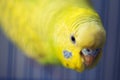 Yellow parrot