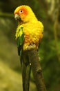 Yellow parrot