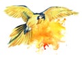 Yellow parrot Ara flies spreading its wide wings. Yellow with a blue parrot. Big parrot. Artistic watercolor illustration of Royalty Free Stock Photo