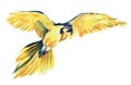The yellow parrot Ara flies spreading its wide wings. Yellow with a blue parrot. The big parrot. Watercolor illustration of a Royalty Free Stock Photo
