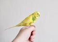 the parrot bird is a yellow pet sitting on the arm Royalty Free Stock Photo