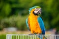 Yellow parrot with blue wings Royalty Free Stock Photo