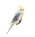 Yellow parrot corella isolated on white background, cockatiel parrot. Hand drawn illustration of tropical bird. Royalty Free Stock Photo