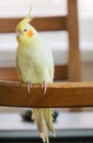 Yellow parrot Corella sitting on the back of a brown chair